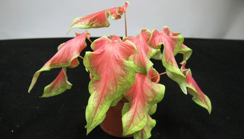 彩葉芋分株技巧