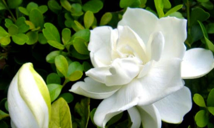 栀子花光照不足