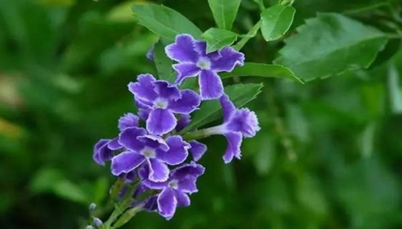 金露花安全種植