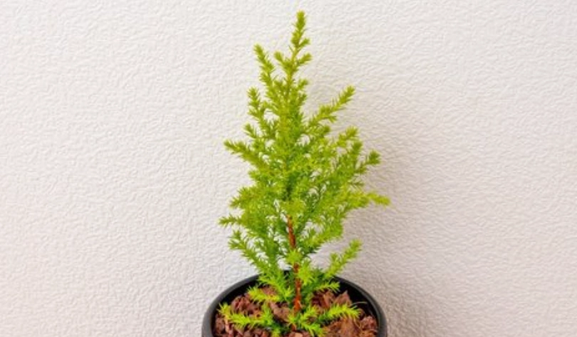 室內香冠柏養護