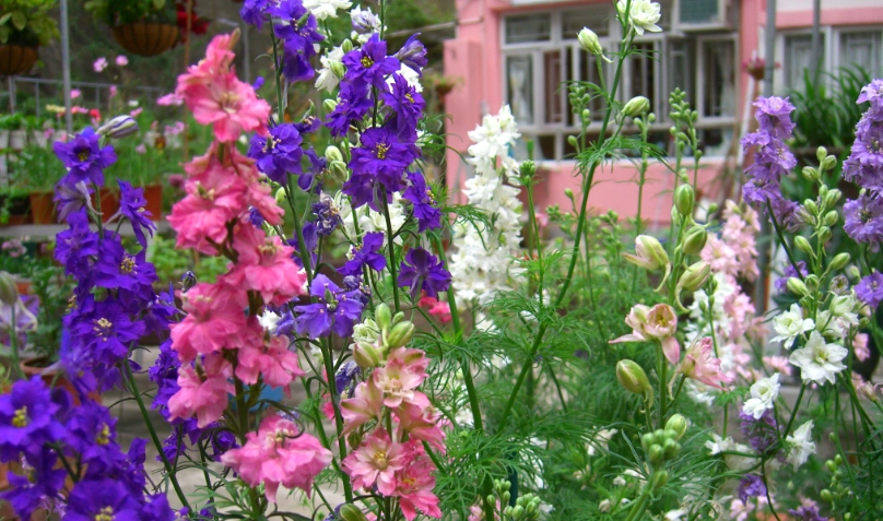 飛燕草常見問題