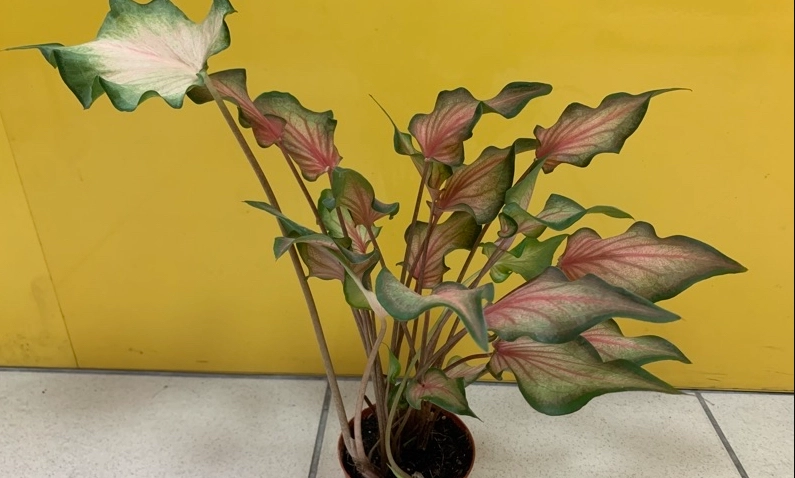 彩葉芋繁殖方法