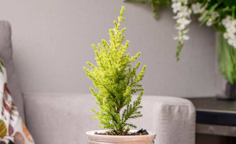 室內香冠柏養護