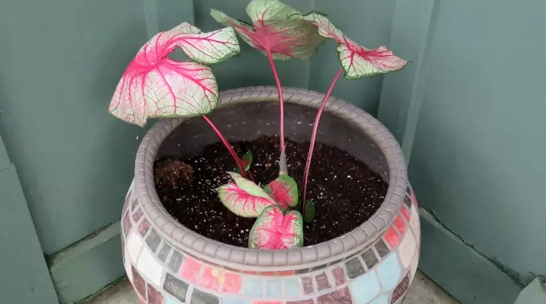 彩葉芋繁殖方法