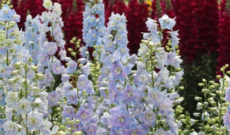 飛燕草花語意義