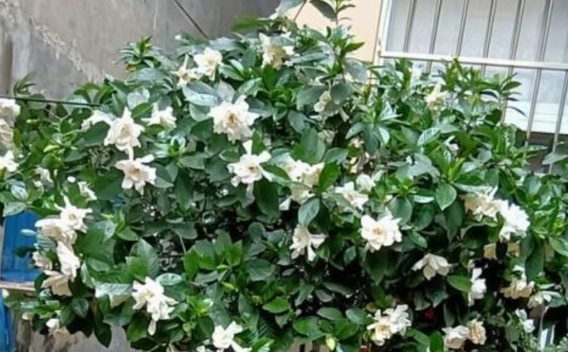 梔子花病蟲害防治