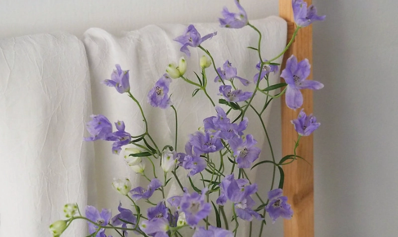 小飛燕草開花時間