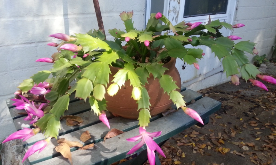 室內植物螃蟹蘭