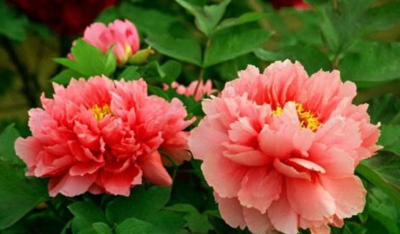 牡丹花观赏时间