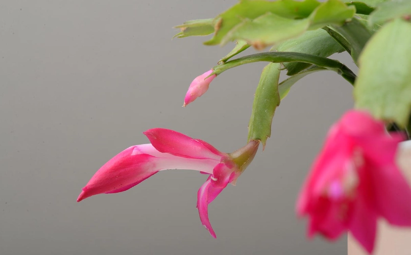 室內植物螃蟹蘭