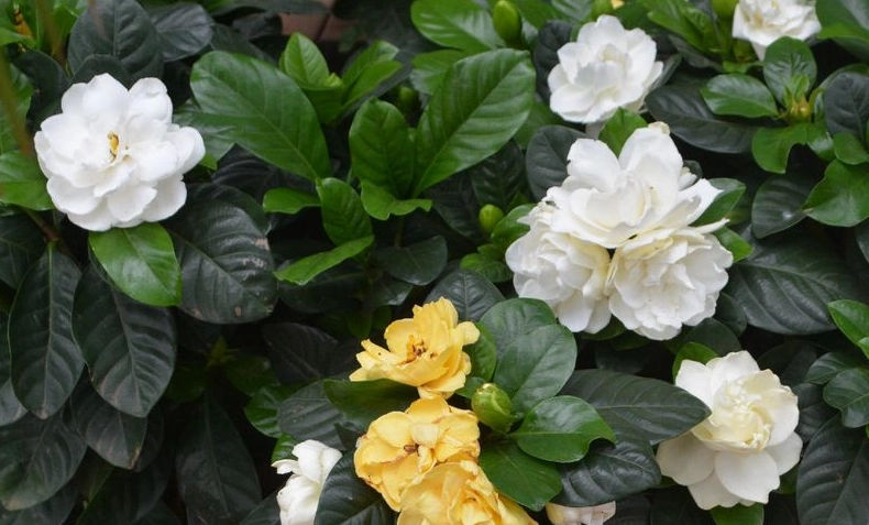 栀子花光照不足