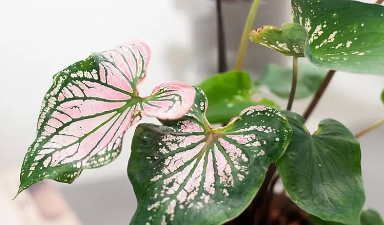 彩葉芋分株技巧