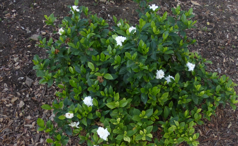 梔子花病蟲害防治