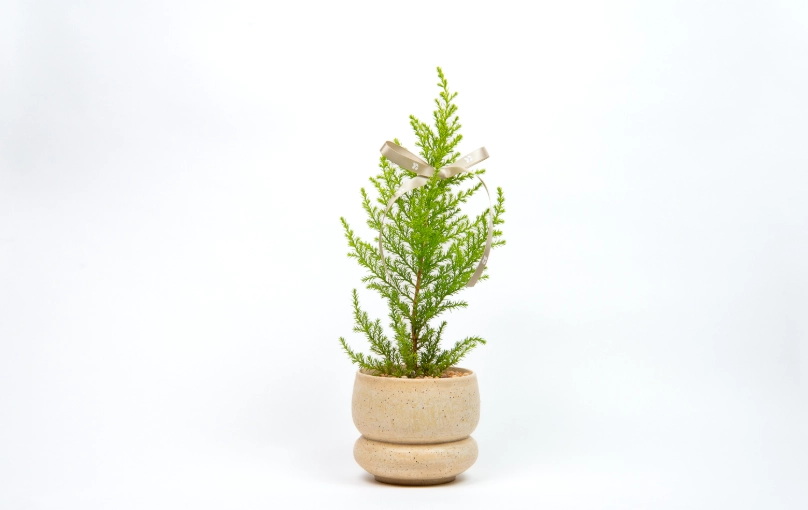 室內香冠柏養護