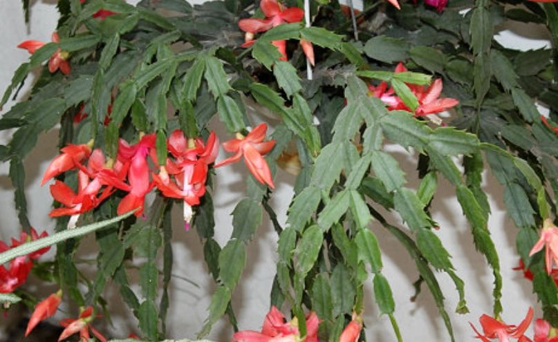 螃蟹蘭開花時間