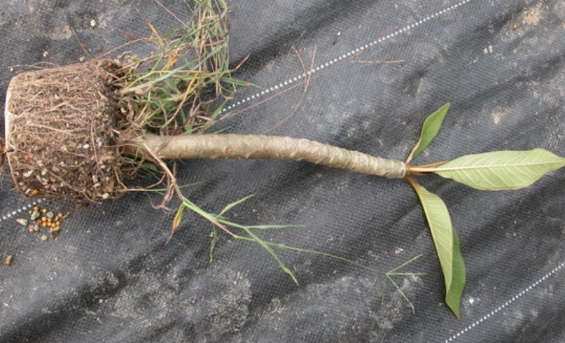 雞蛋花會竄根嗎