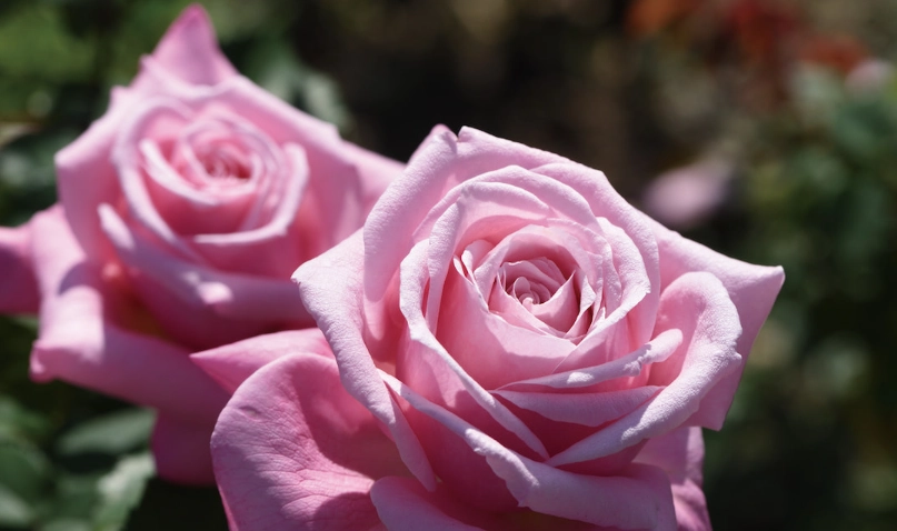 台灣玫瑰園推薦