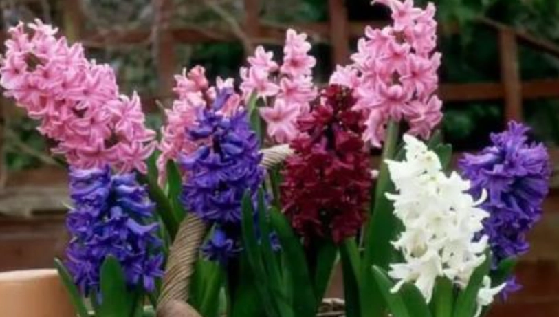 風信子開花後處理