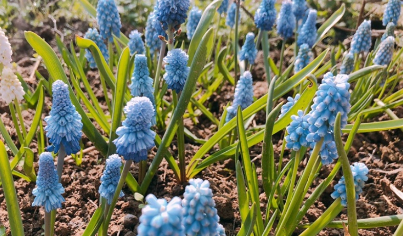 風信子種植方法