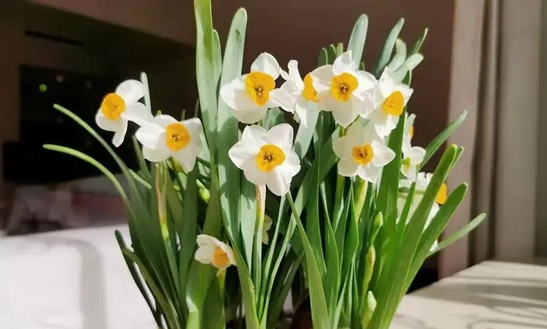 水仙 種植 方法