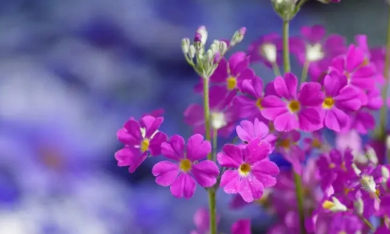 櫻花季 行程規劃