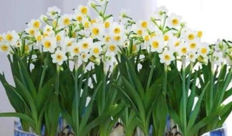 水仙 觀賞 景點