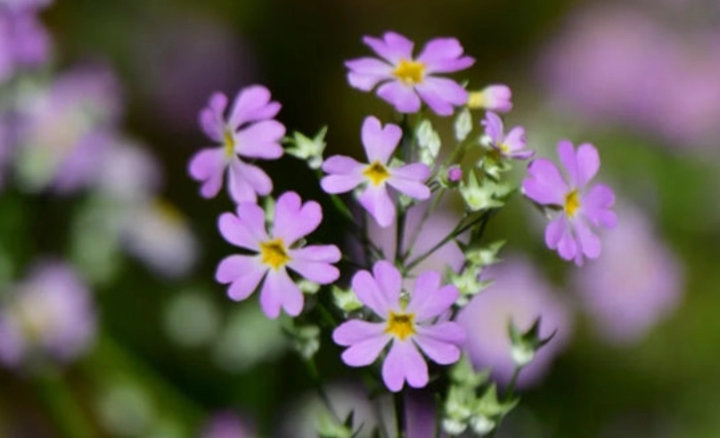 櫻花季 行程規劃