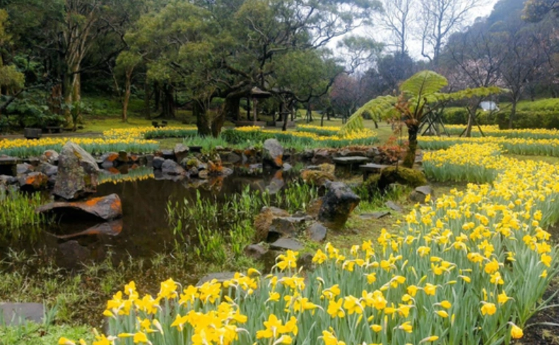 水仙 種植 方法