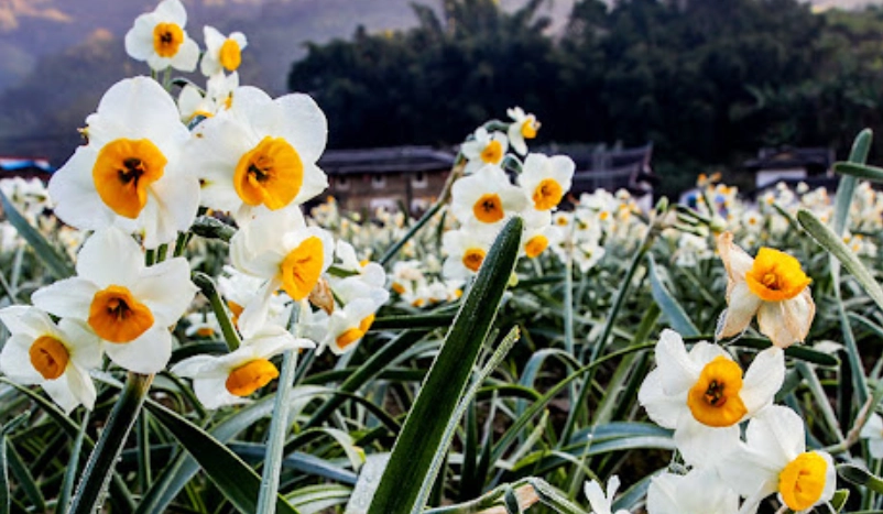 水仙花 台灣