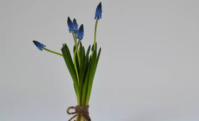 風信子種植方法