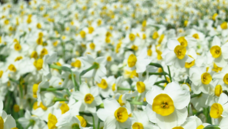 水仙 觀賞 景點