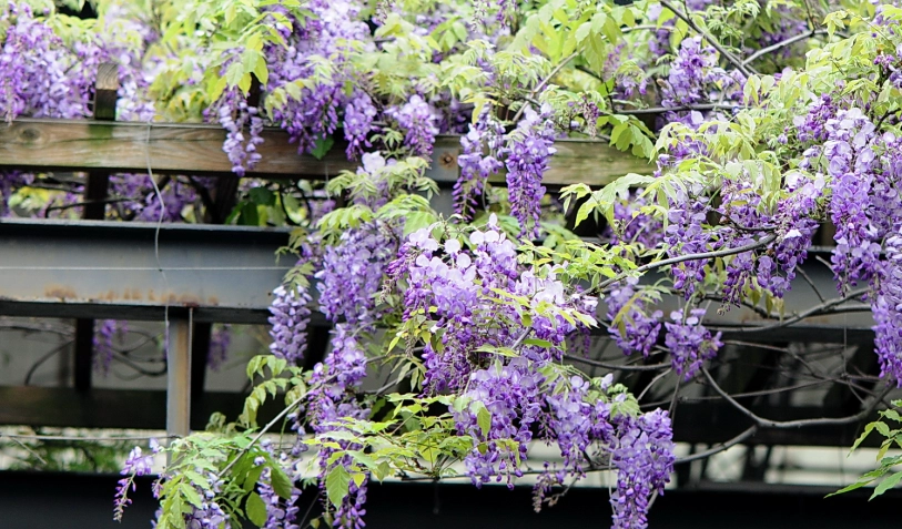 台灣紫藤花