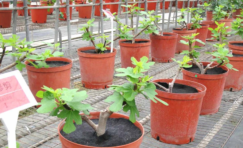 無花果盆栽技巧