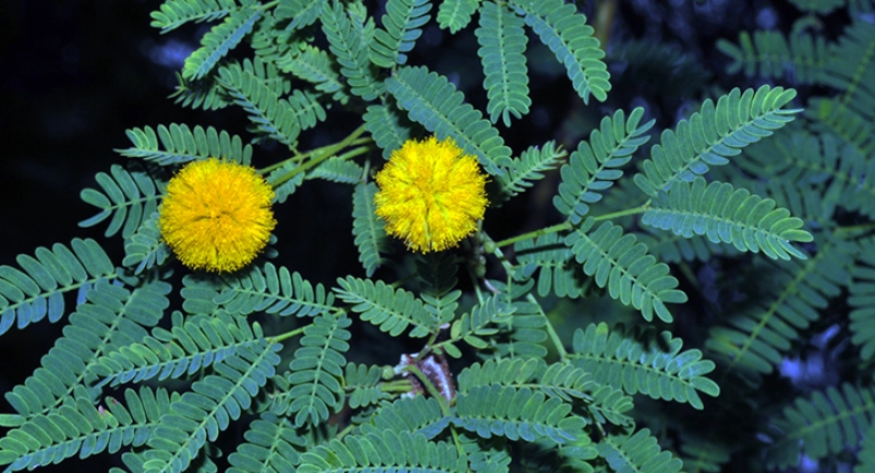 金合歡 養護技巧