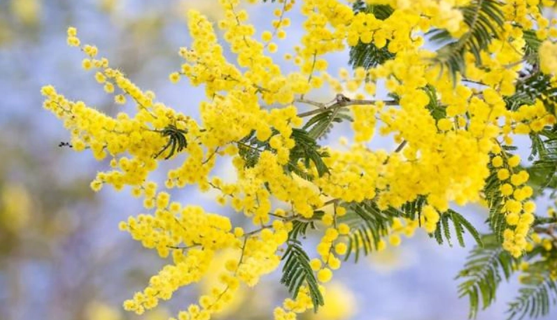 金合歡 賞花地點