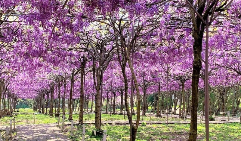 紫藤花景點