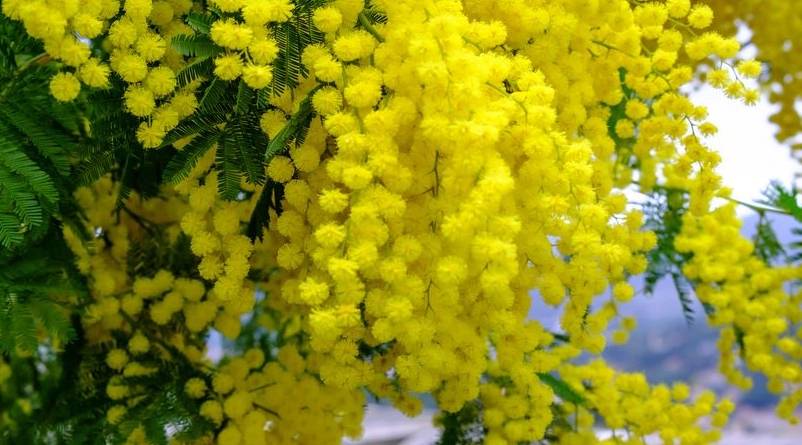 金合歡 賞花地點