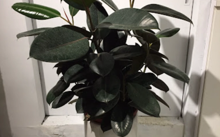 印度橡膠樹葉子發黃