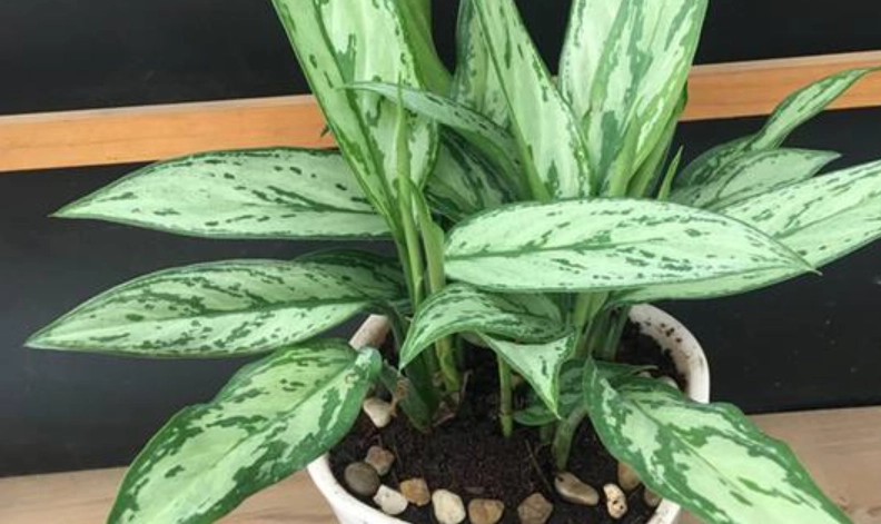 粗肋草叶子发黄