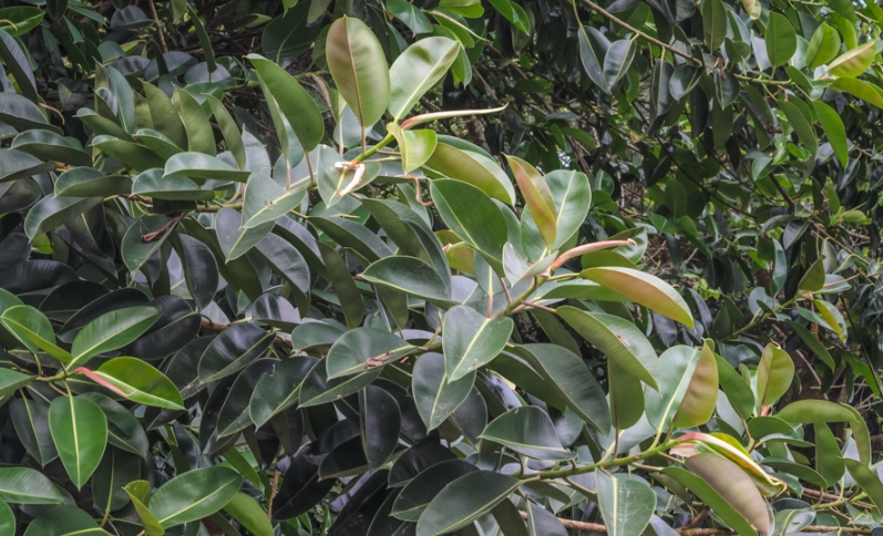 印度橡膠樹葉子發黃