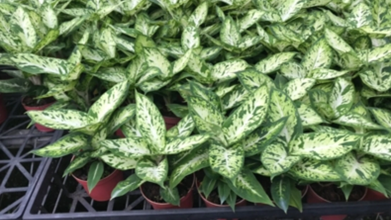 粗肋草叶子发黄