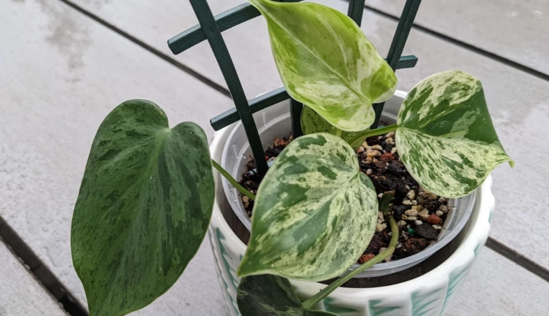 心葉蔓綠絨 繁殖