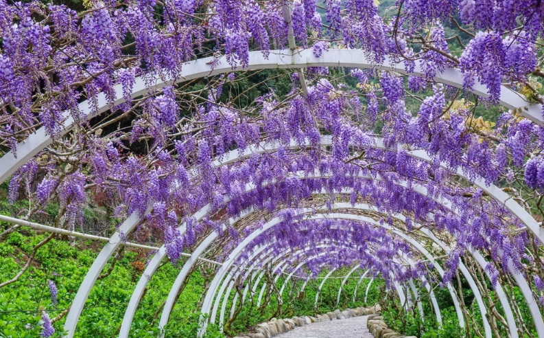 紫藤花景點