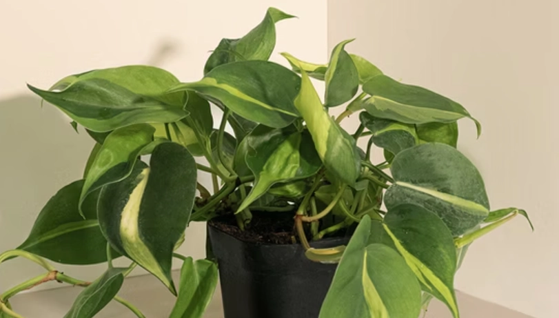 心葉蔓綠絨 繁殖