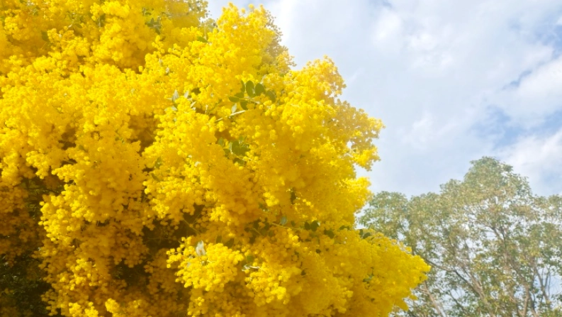 金合歡 養護技巧