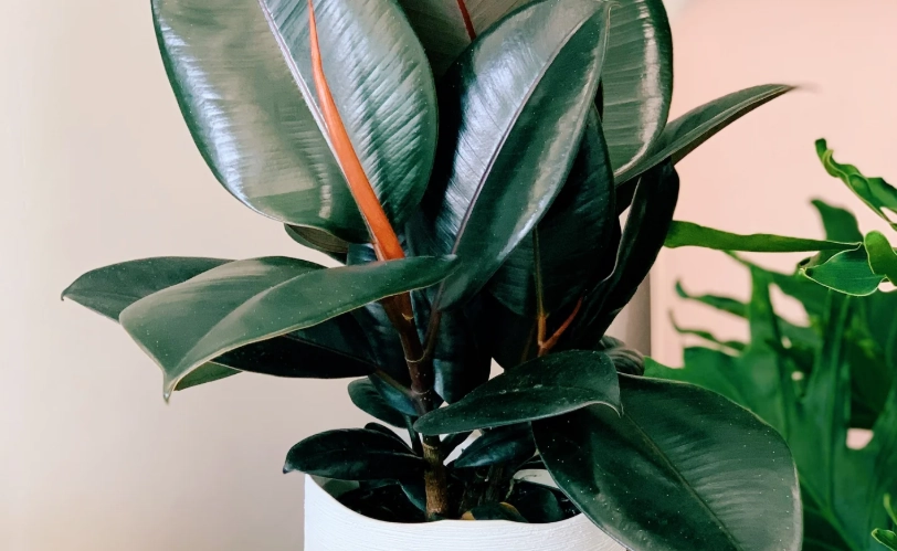 印度橡膠樹繁殖方法