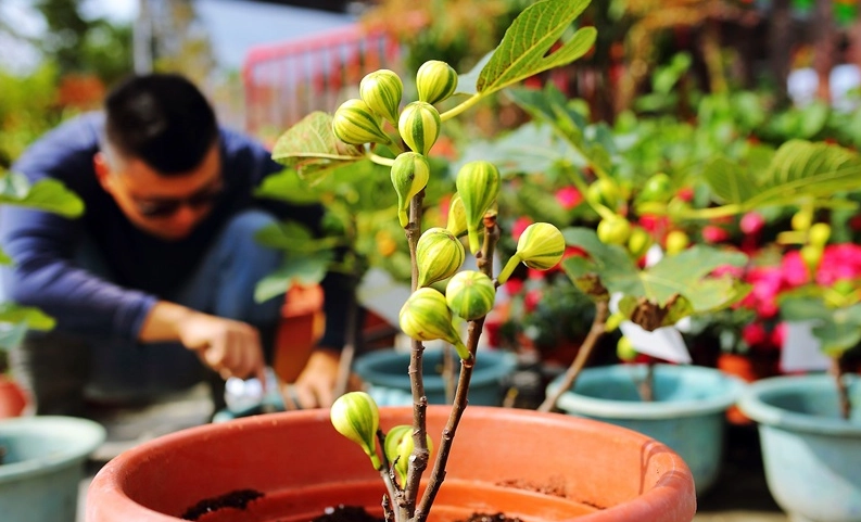 無花果種植方法