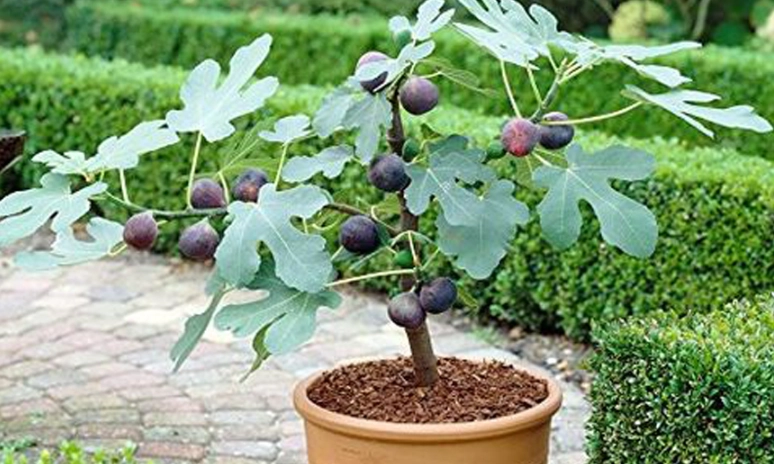 無花果種植方法