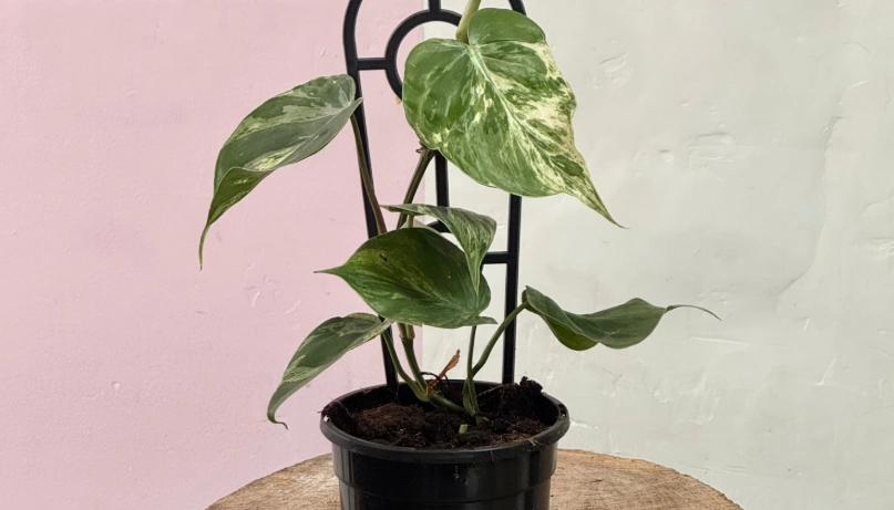 心叶蔓绿绒 照顾