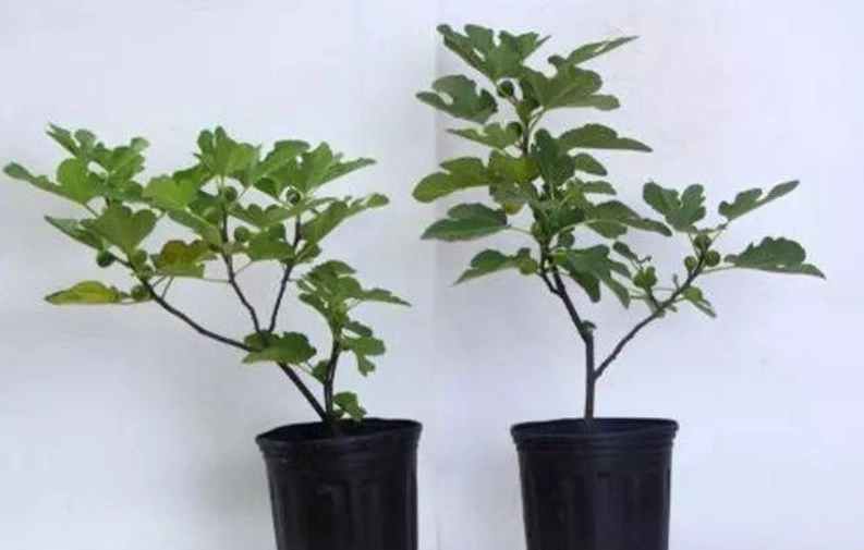 台灣無花果栽培